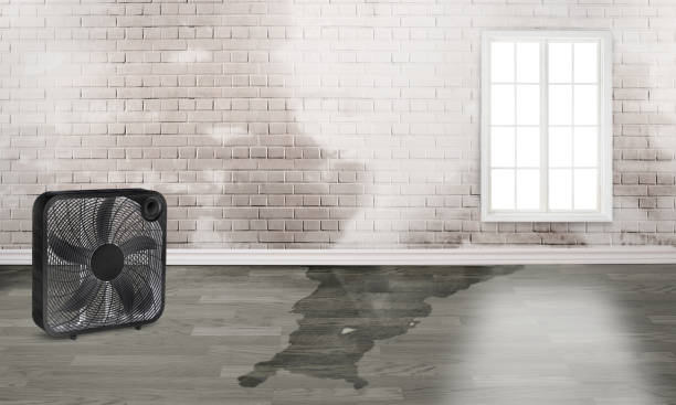 Best Flood damage cleanup  in Twin Lakes, CO